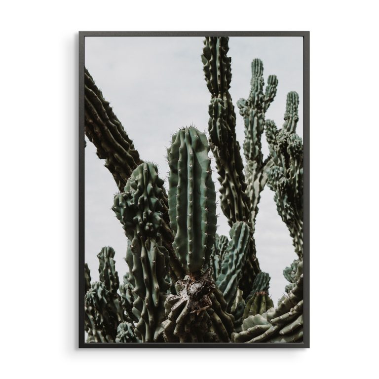 Kaktusz Lovenir.hu